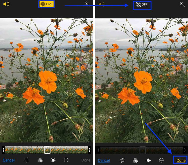 turn live photo editing
